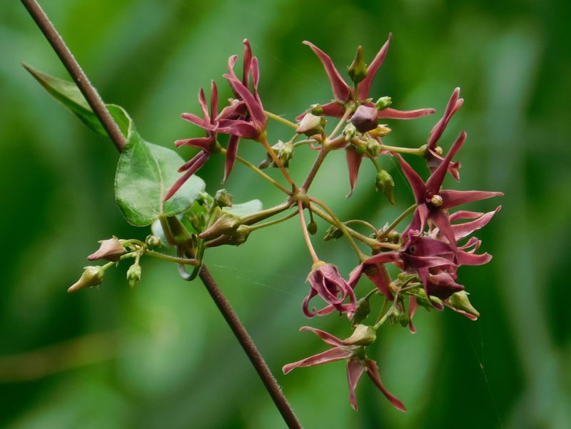 コバノカモメヅル