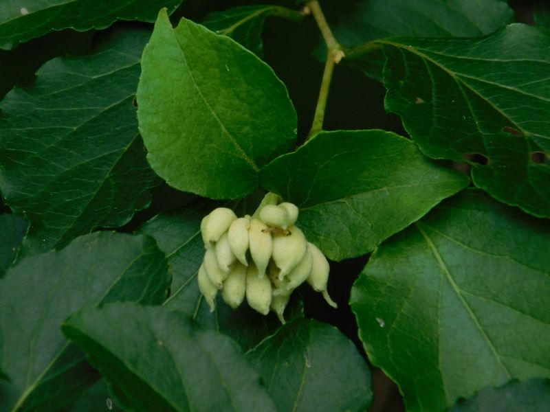 エゴノネコアシ