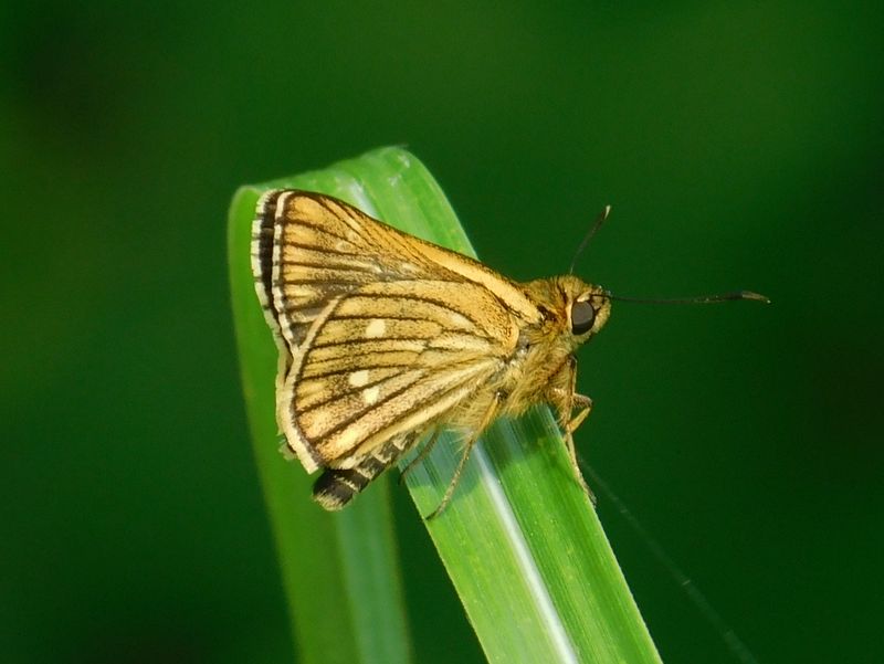 コチャバネセセリ（夏型）