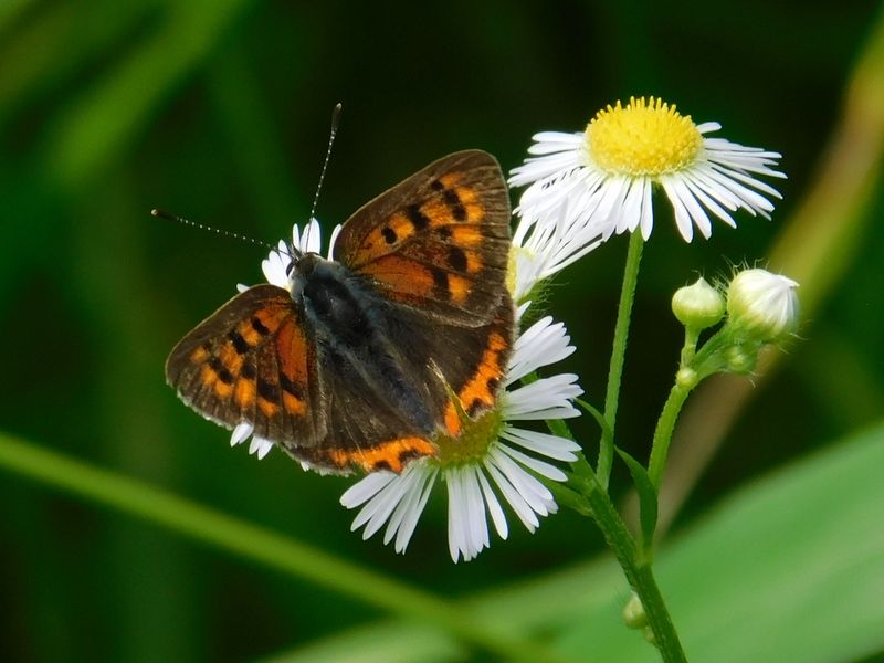 ベニシジミ（夏型）