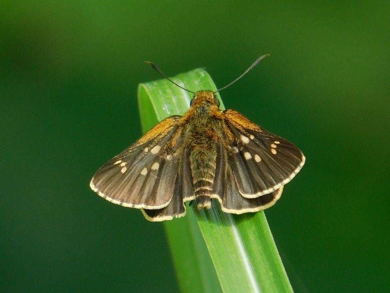 コチャバネセセリが全開