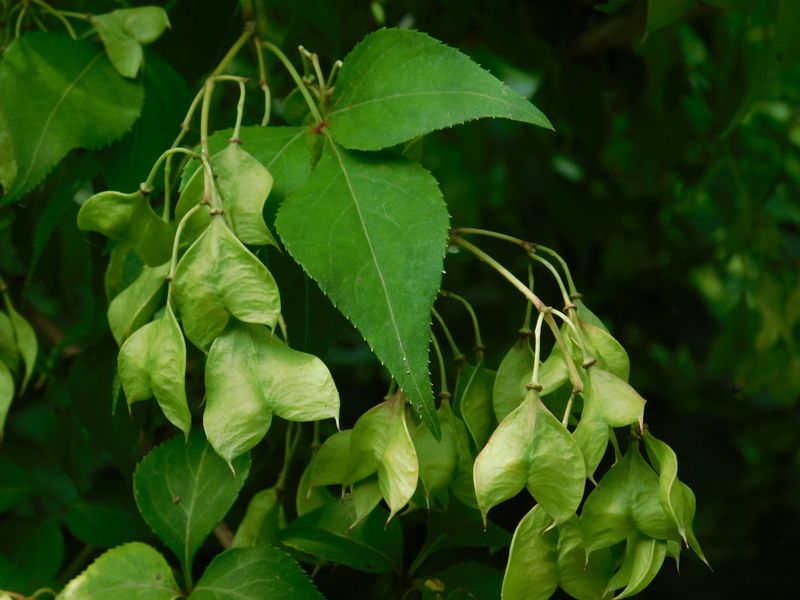 ミツバウツギの実