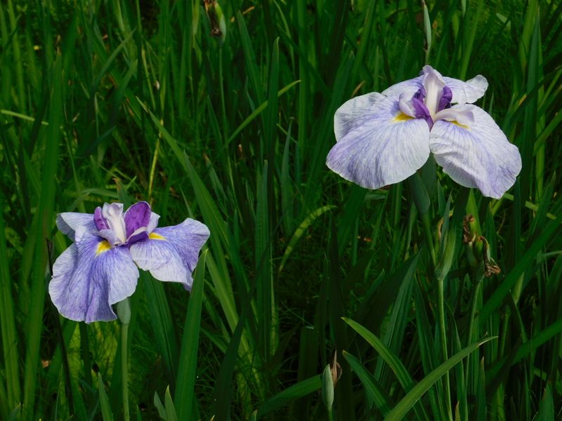 花しょうぶ、咲き残り
