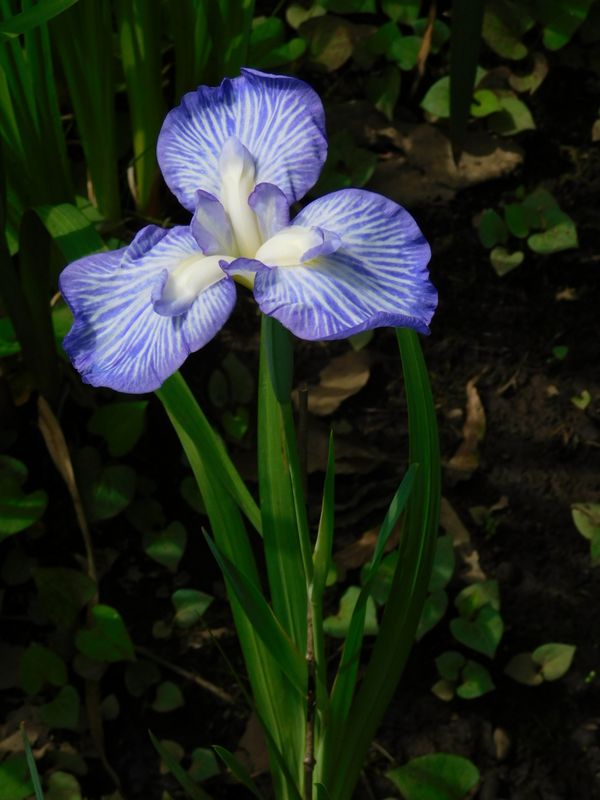 花しょうぶ、咲き残り