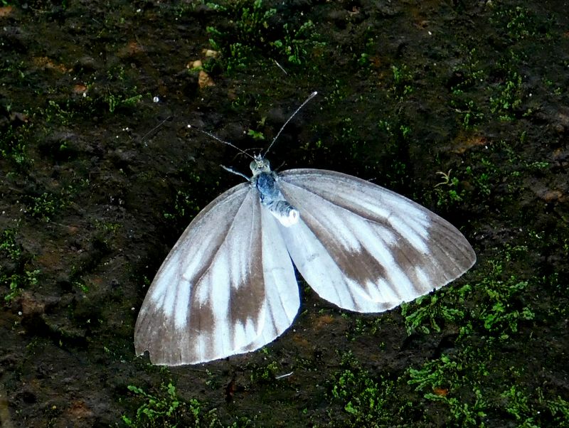 スジグロシロチョウ（♀夏型）交尾拒絶