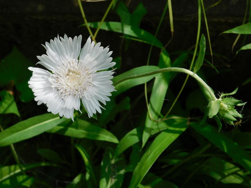 ストケシア、白花