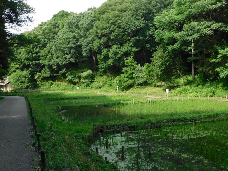 小学校の学習用水田