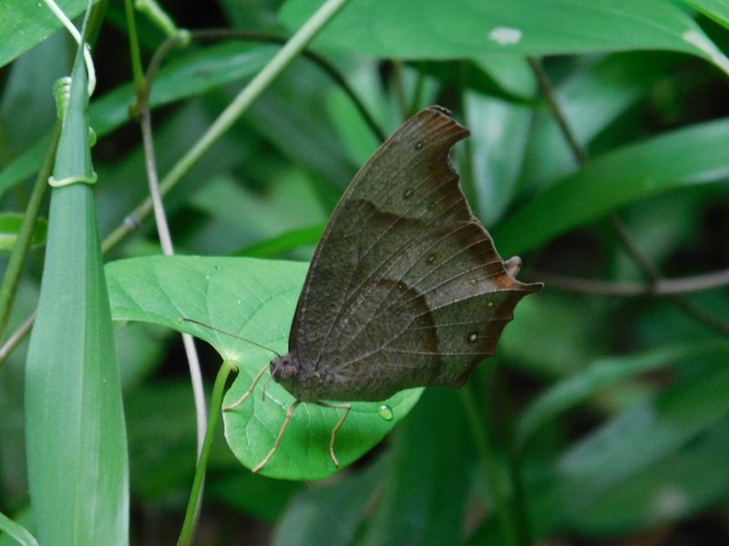 クロコノマチョウ