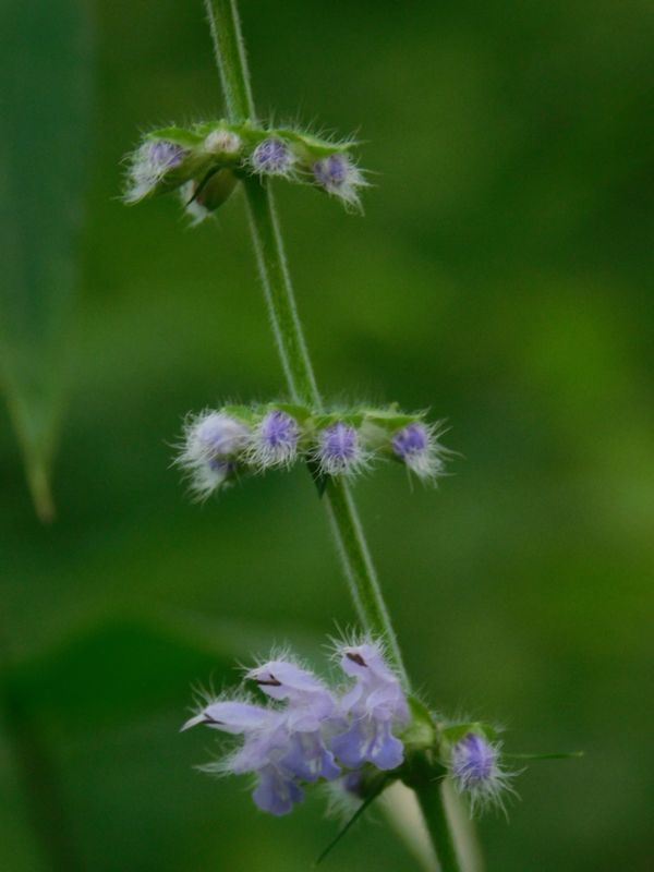 アキノタムラソウ
