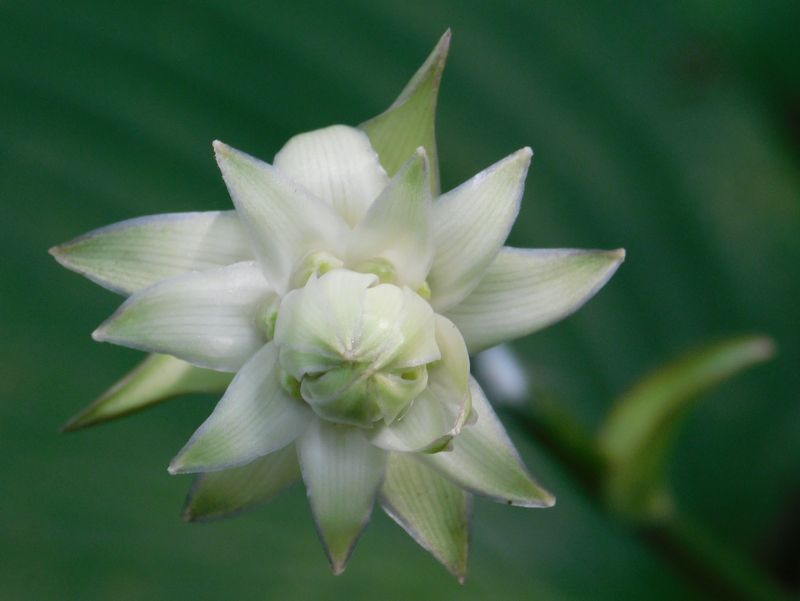 オオバギボウシ