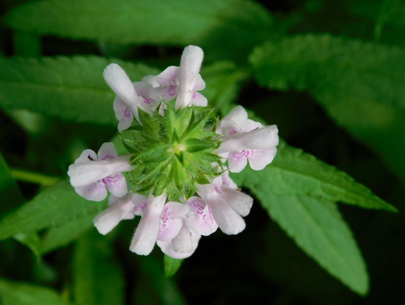 イヌゴマを真上から見る