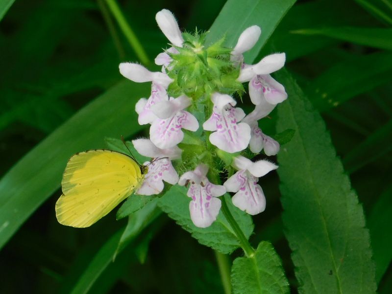 キタキチョウとイヌゴマ