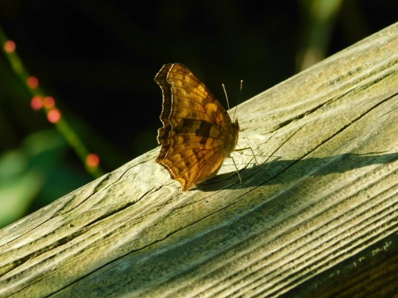 dscn1818.jpg (large)