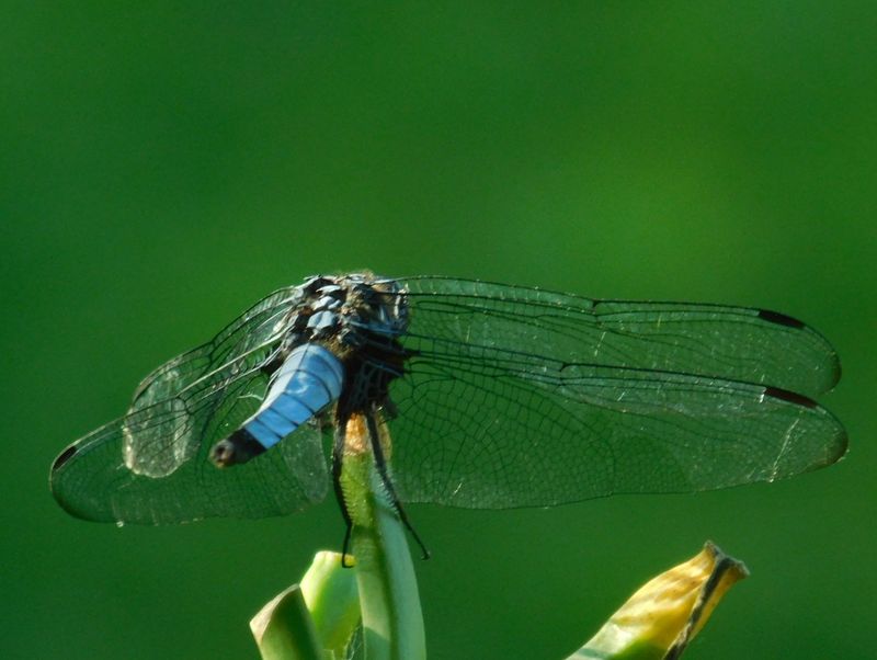 dscn1822.jpg (large)