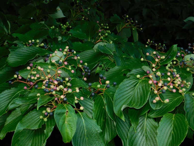 dscn1850.jpg (large)