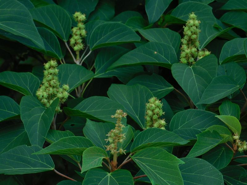 dscn1852.jpg (large)