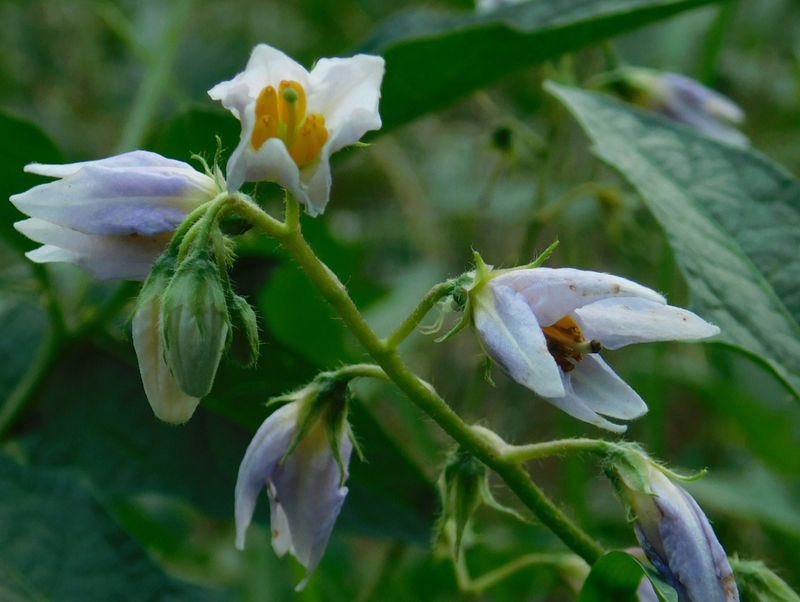 dscn1855.jpg (large)