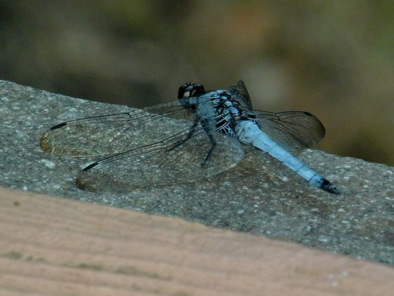 dscn1858.jpg (large)