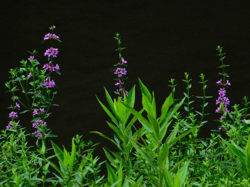 dscn1861.jpg (large)