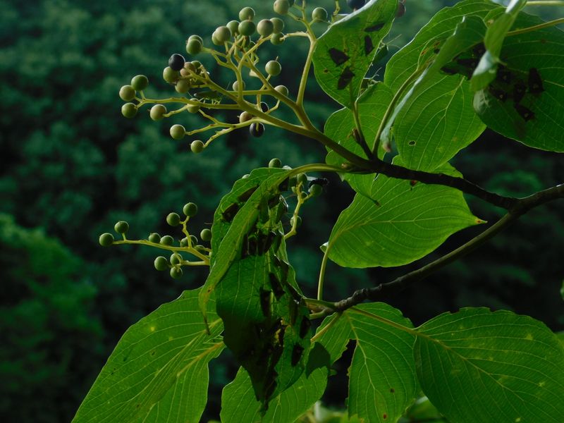 dscn1867.jpg (large)