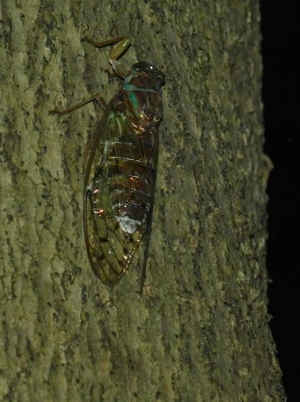 dscn1869.jpg (large)