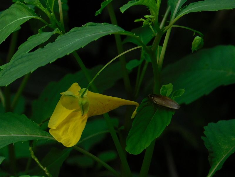 dscn1872.jpg (large)