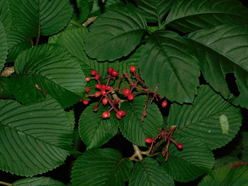 dscn1888.jpg (large)