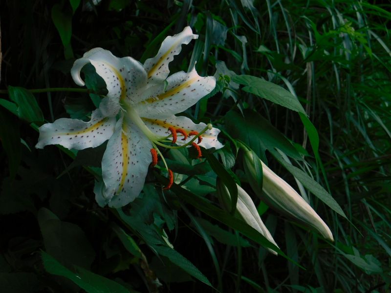 dscn1889.jpg (large)