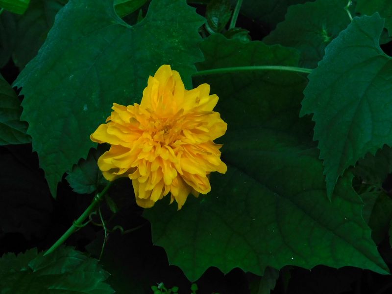 dscn1894.jpg (large)