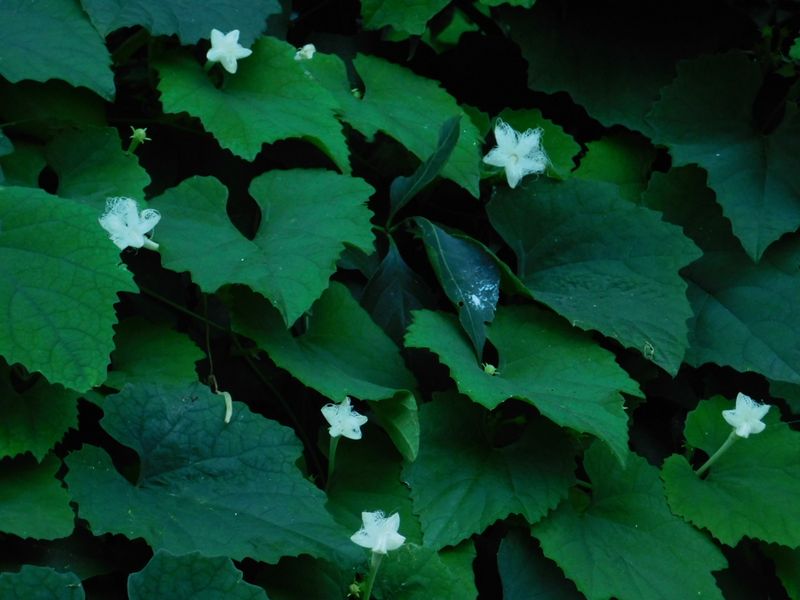 dscn1901.jpg (large)