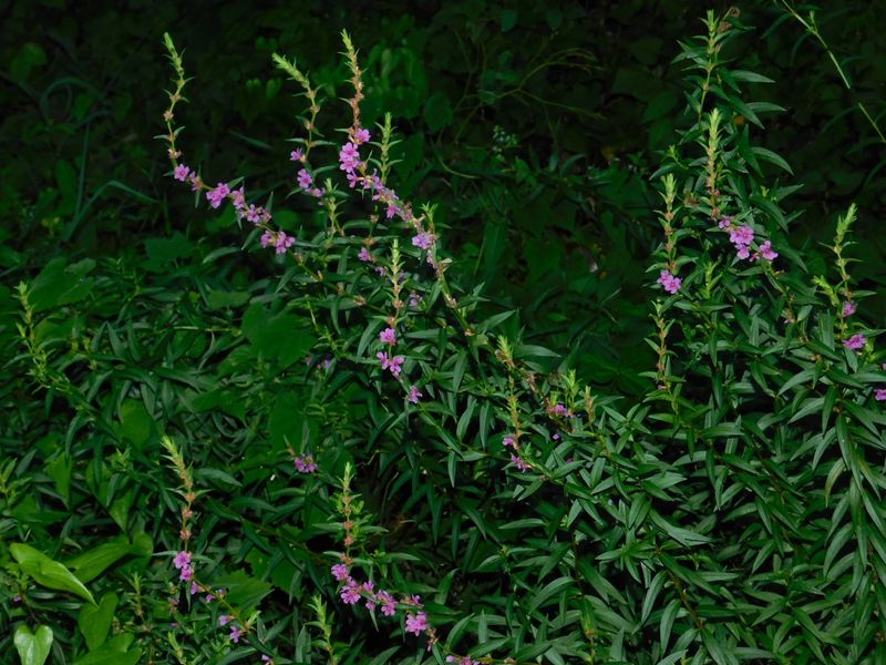 dscn1906.jpg (large)