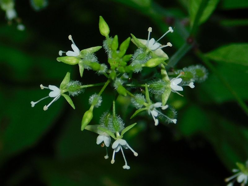 dscn1911.jpg (large)