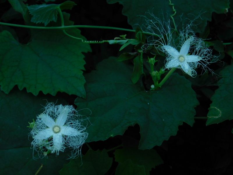 dscn1925.jpg (large)