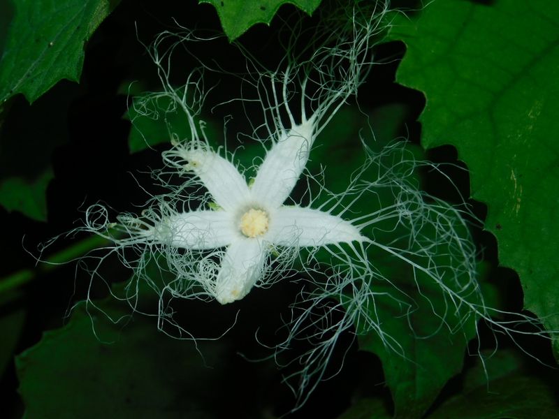 dscn1929.jpg (large)