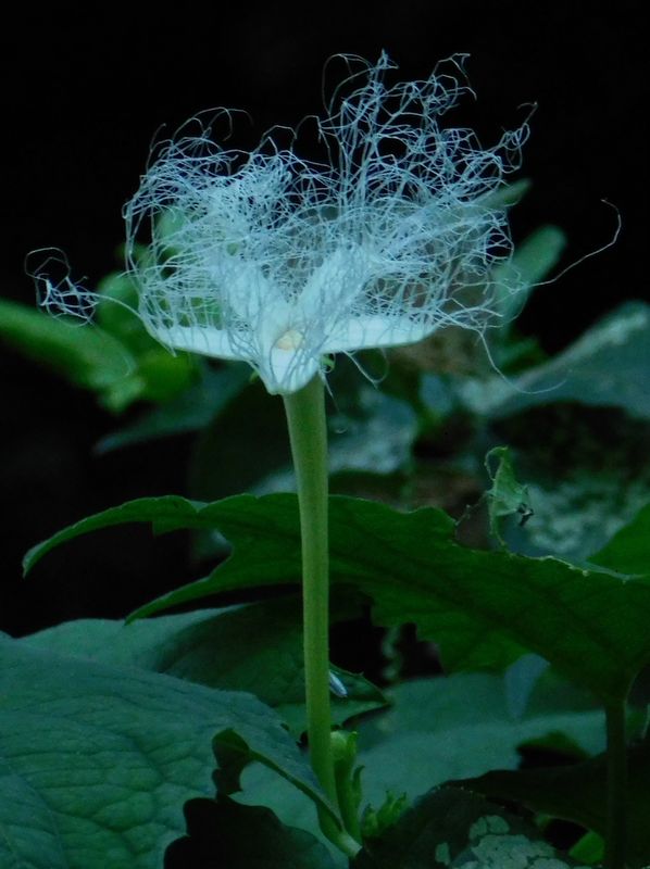 dscn1933.jpg (large)