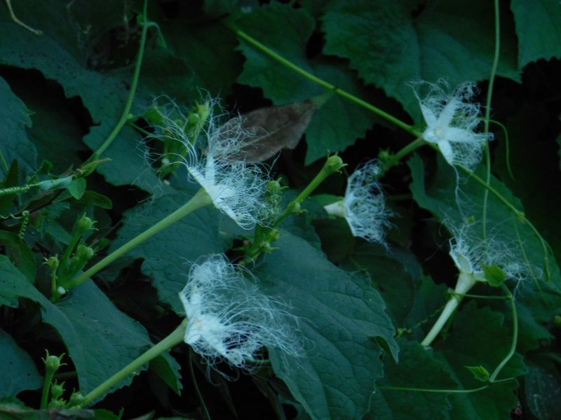 dscn1947.jpg (large)