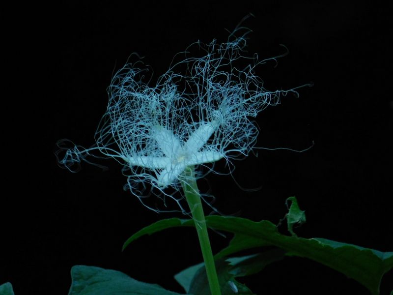 dscn1950.jpg (large)