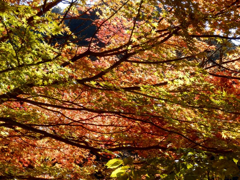 素通りできないモミジ border=