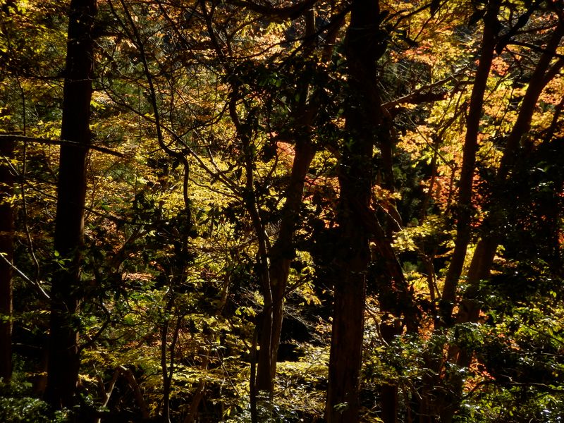 尾根の左側には光