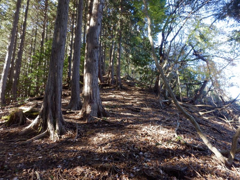 左に檜植林、右に自然林