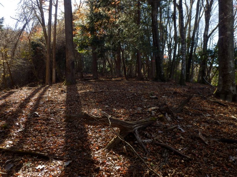 ゆるやかな登り