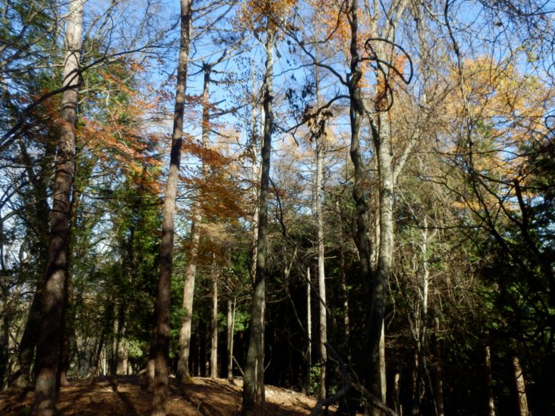 いい雰囲気の自然林