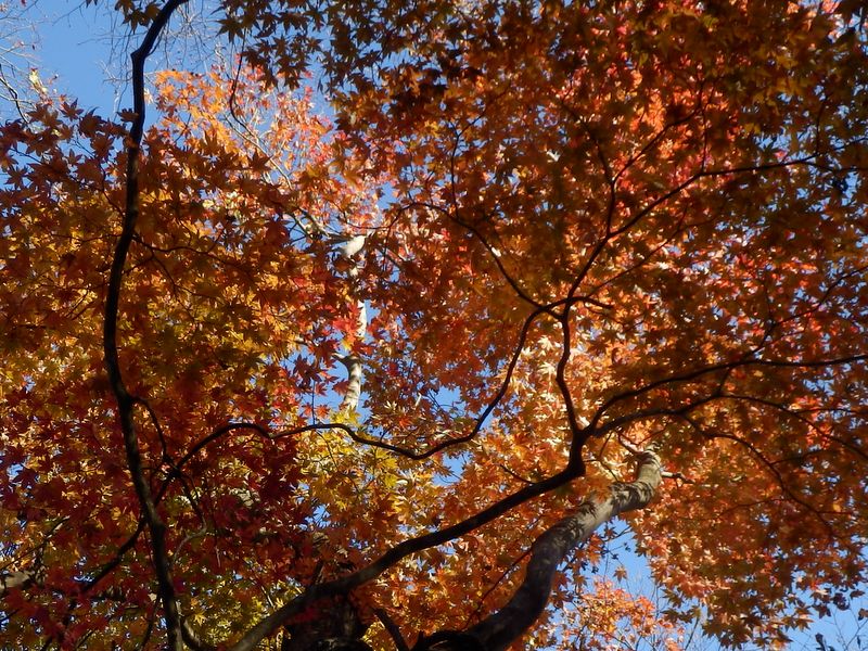 オレンジ色が重なると朱色