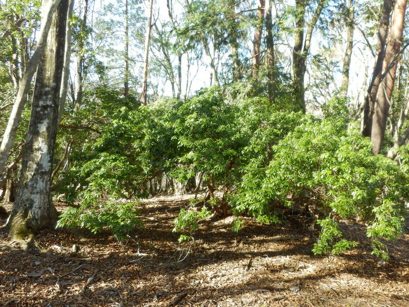 アセビの木が多い