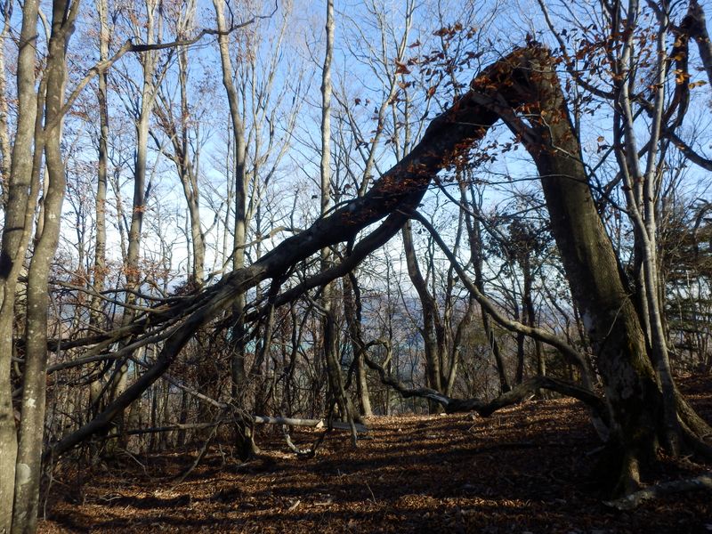 折れたブナ