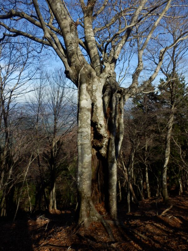 1099m付近に立つ老ブナ