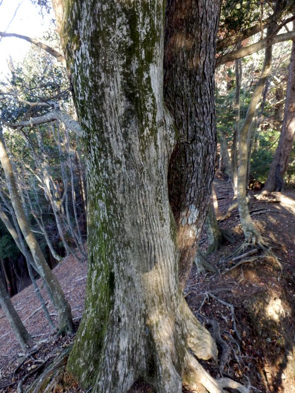 異なる2種の木が合体