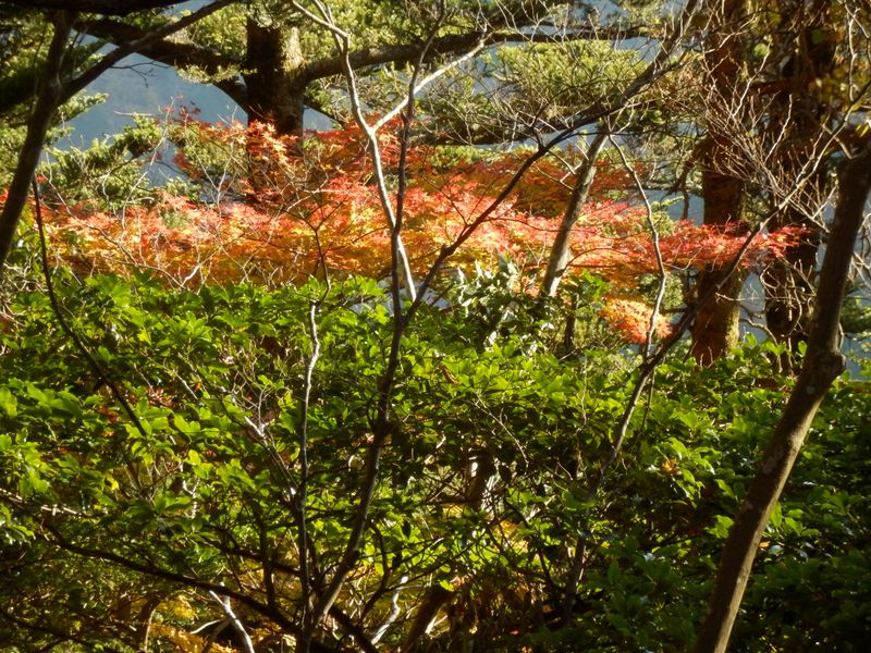 遅い午後の日差し