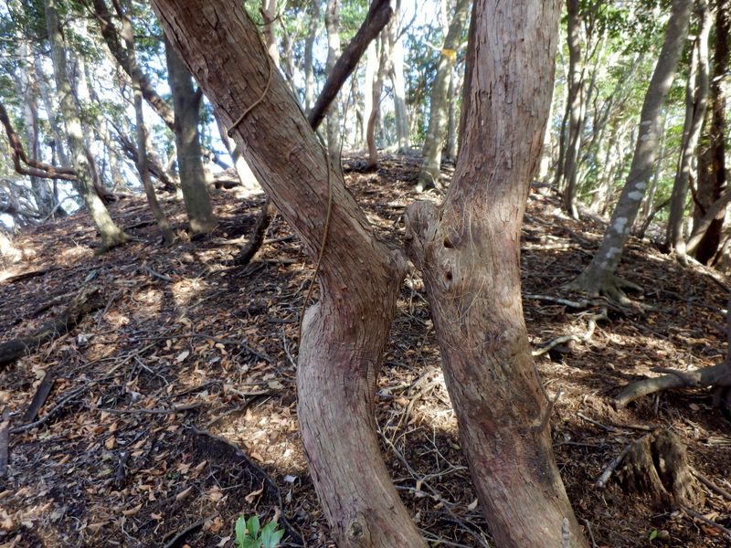 着かず、離れずの木