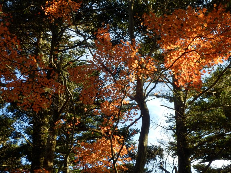 栂を彩る楓